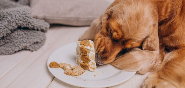 Peanut Butter for Dogs: Benefits, Risks, and Best Choices