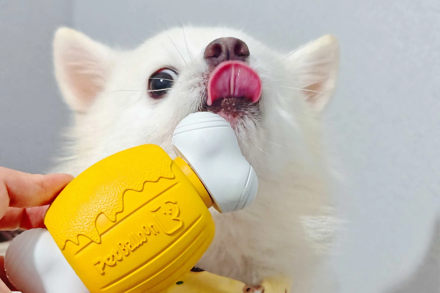 Why your dog helps you relax more than your friend?