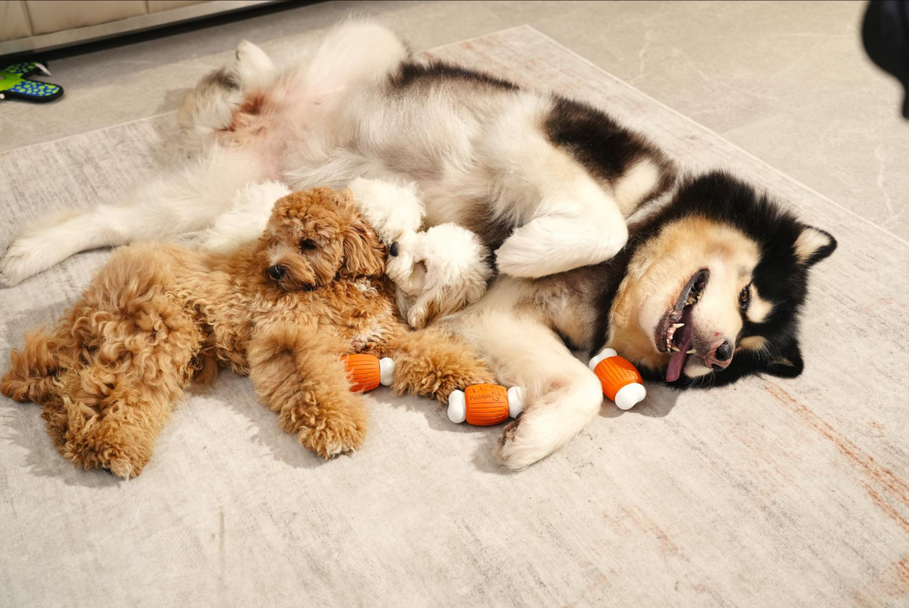 Do you call your dog your 'furbaby'? It's not an obsession—it's science