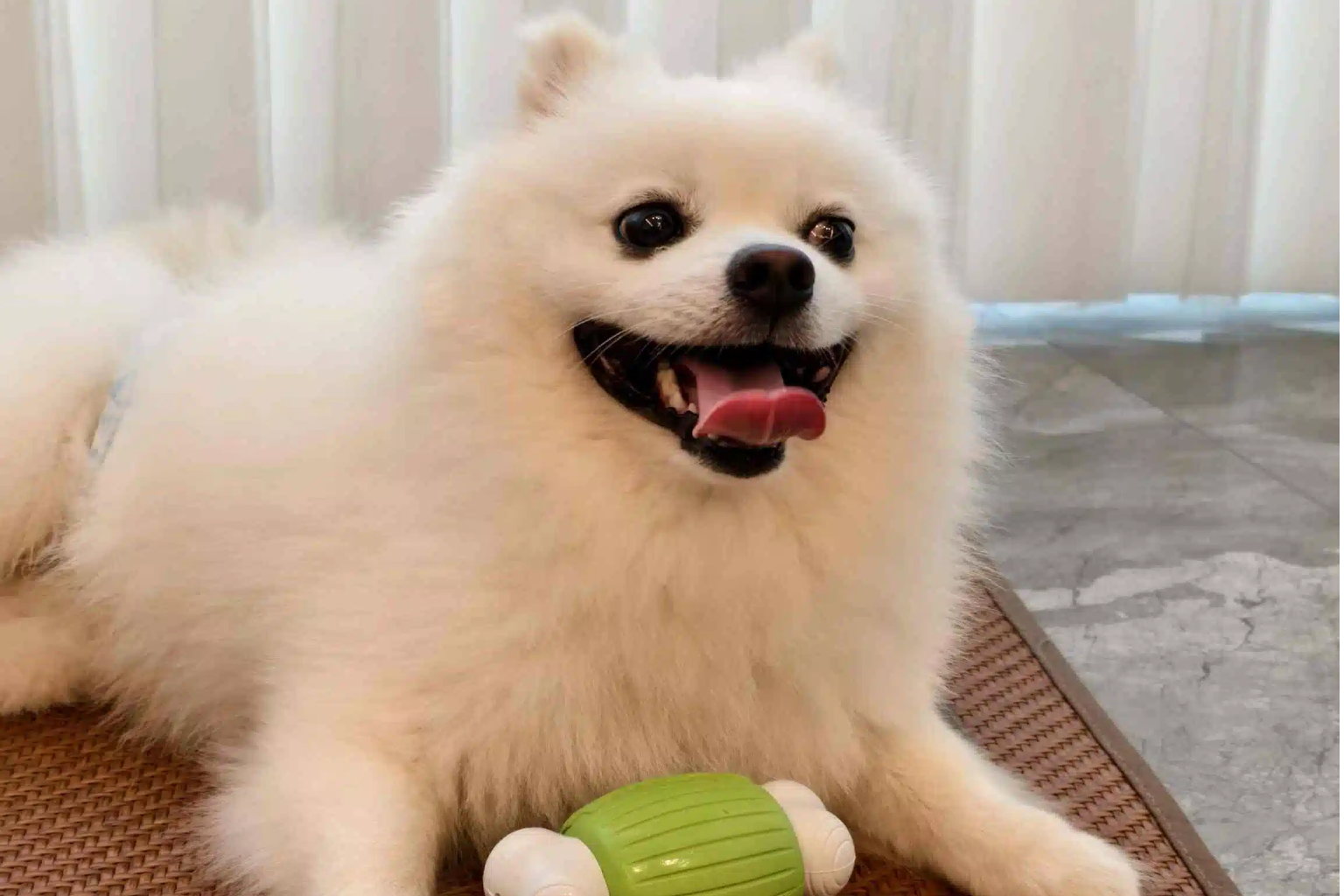 Would your dog eat you if you died? Get the facts.