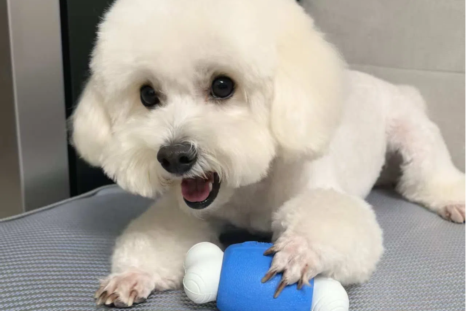 Do dogs really make you happier and healthier?