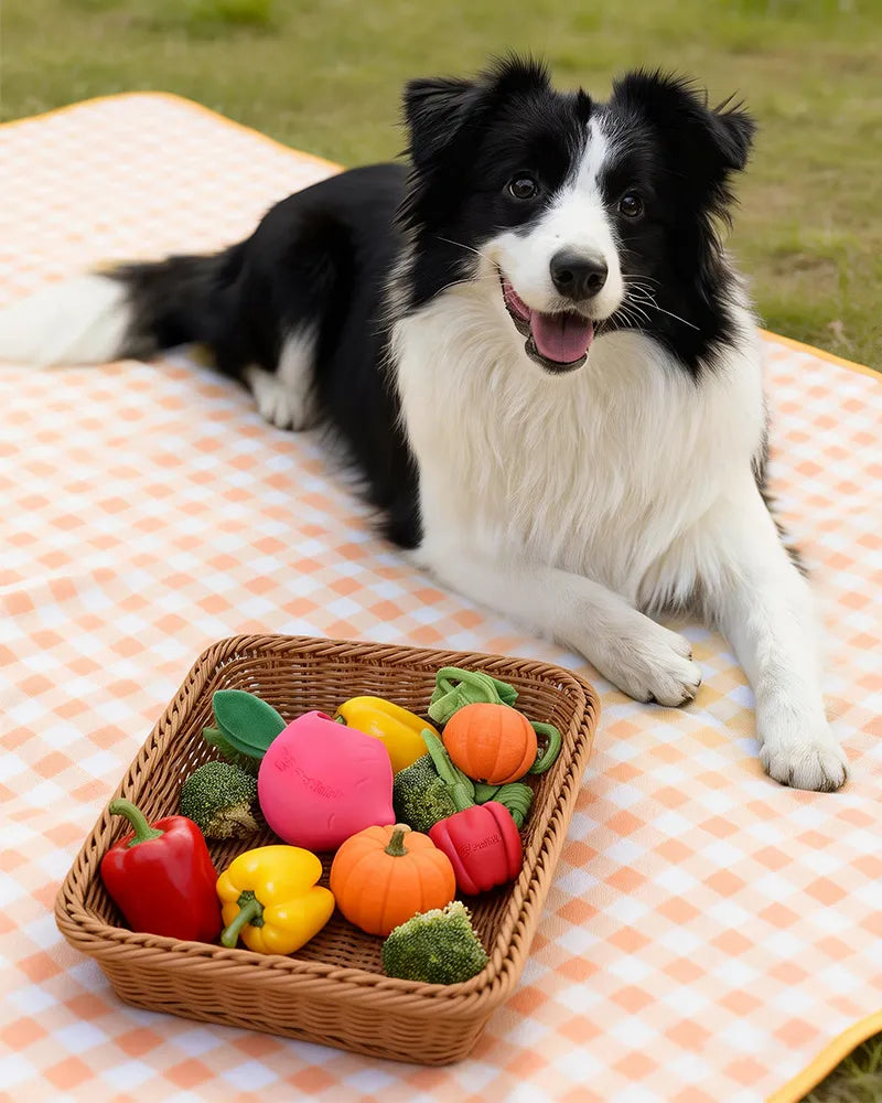 The Science of Play: Why Your Pet’s Toys Are More Than Just Child’s Play