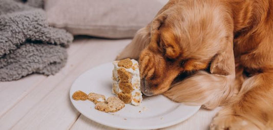 Peanut Butter for Dogs: Benefits, Risks, and Best Choices