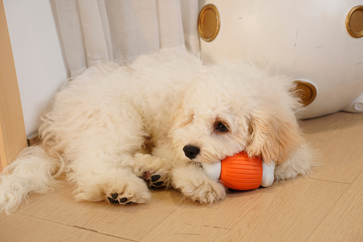 Why Dogs Think You’re Never Coming Back: Understanding and Managing Canine Separation Anxiety