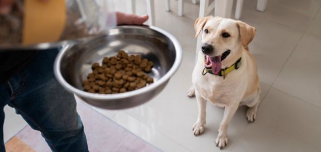 Homemade Dog Food Recipes: Natural and Healthy Meals for Your Dog