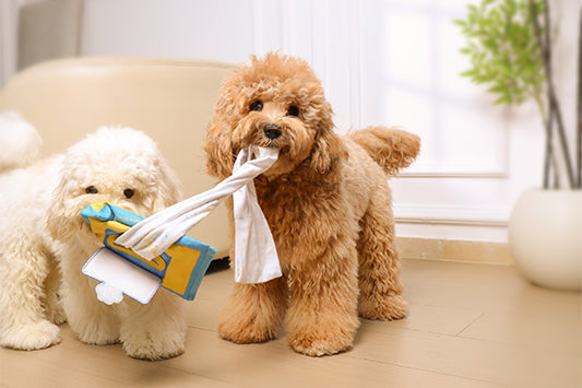 Want your dog to live a longer life? Here are 6 science-backed tips