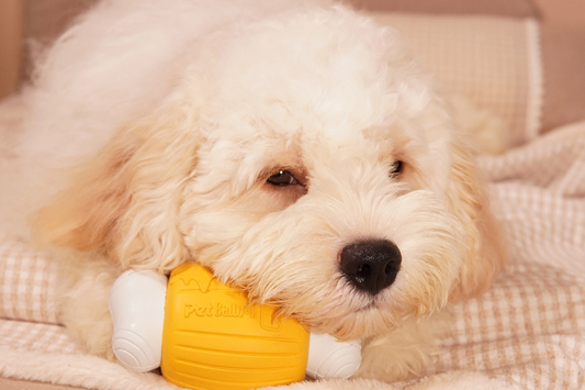‌Why Your Dog Steals Your Feelings (And How They Do It!)