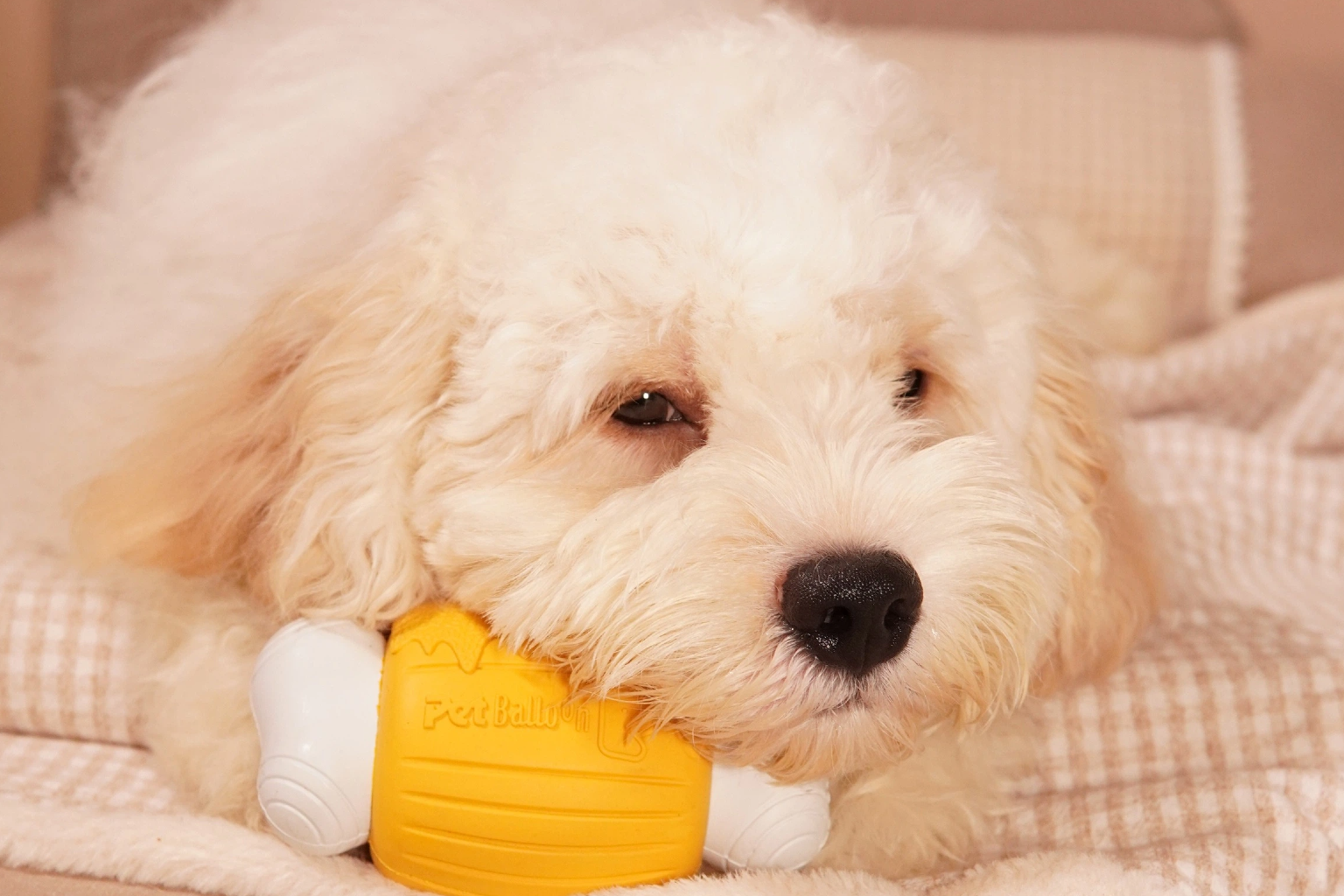 ‌Why Your Dog Steals Your Feelings (And How They Do It!)