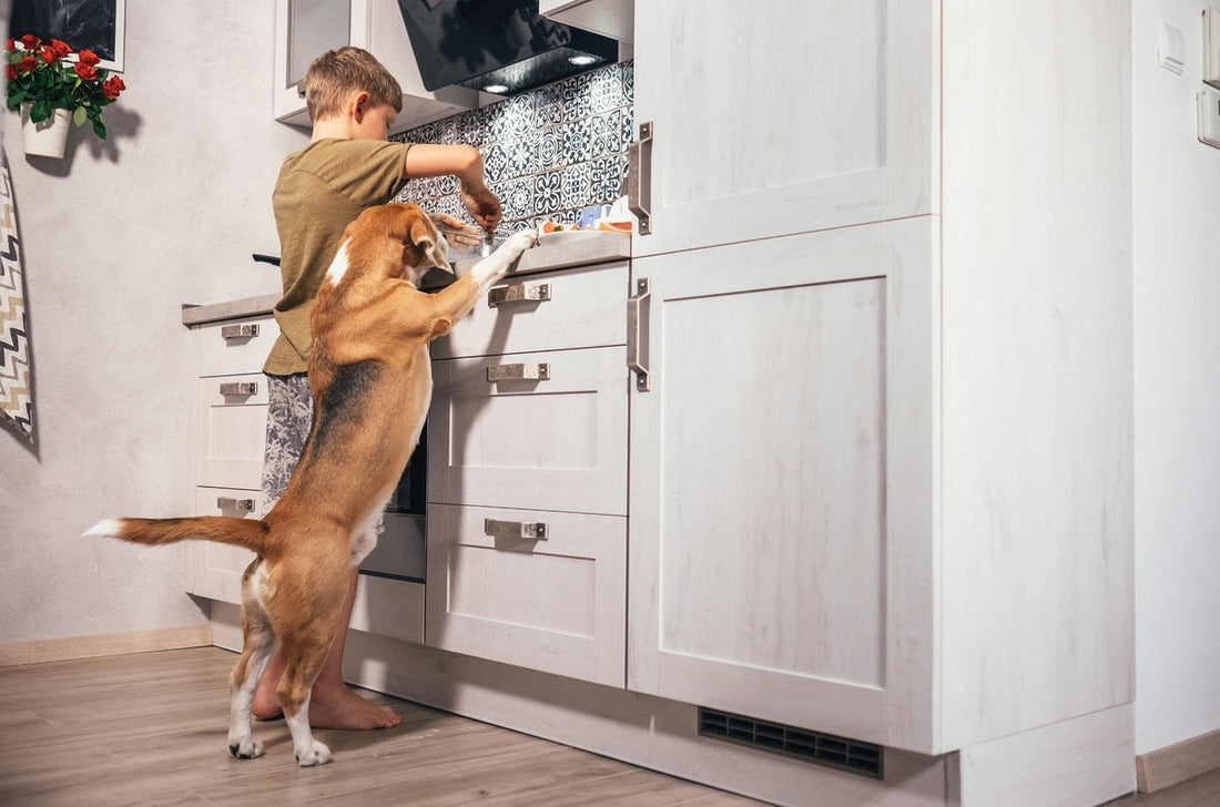 How to Make a Nutritious Dog-Friendly Omelette