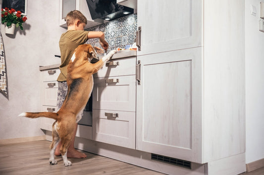 How to Make a Nutritious Dog-Friendly Omelette