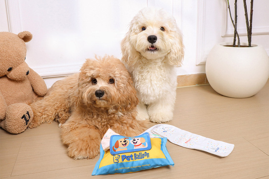 🐾 What First-Time Puppy Owners Should Know — and How to Make Playtime Easier