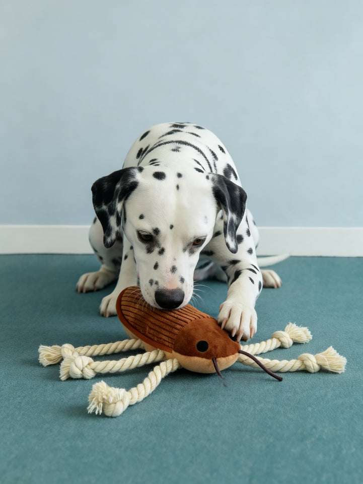🔥New Arrival🔥Cockroach Rope Dog Toy for Small to Medium Dogs - Tug, Fetch & Chew Fun