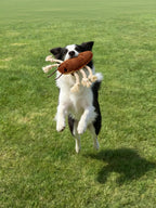 🔥New Arrival🔥Cockroach Rope Dog Toy for Small to Medium Dogs - Tug, Fetch & Chew Fun