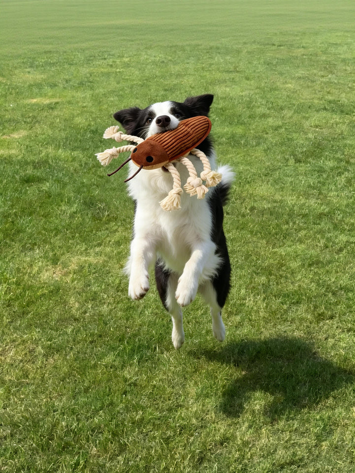 🔥New Arrival🔥Cockroach Rope Dog Toy for Small to Medium Dogs - Tug, Fetch & Chew Fun