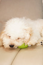 ComfortBone – Interactive Voice & Chew Companion for Small Dogs