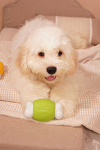 ComfortBone – Interactive Voice & Chew Companion for Small Dogs