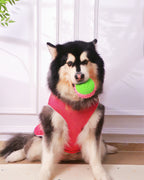 🎉Buy 1 Get 3🎉ComfortBerry – Voice Replay & Chew Companion for Medium & Large Dogs