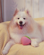 🎉Buy 1 Get 3🎉ComfortBerry – Voice Replay & Chew Companion for Medium & Large Dogs