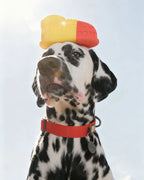 🎉Buy 1 Get 3🎉ComfortShoe – Interactive Voice & Chew Companion for Medium & Large Dogs