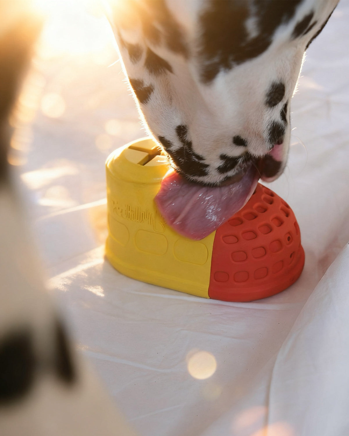 ComfortShoe – Interactive Voice & Chew Companion for Medium & Large Dogs