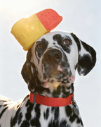 🎉Buy 1 Get 3🎉ComfortShoe – Interactive Voice & Chew Companion for Medium & Large Dogs