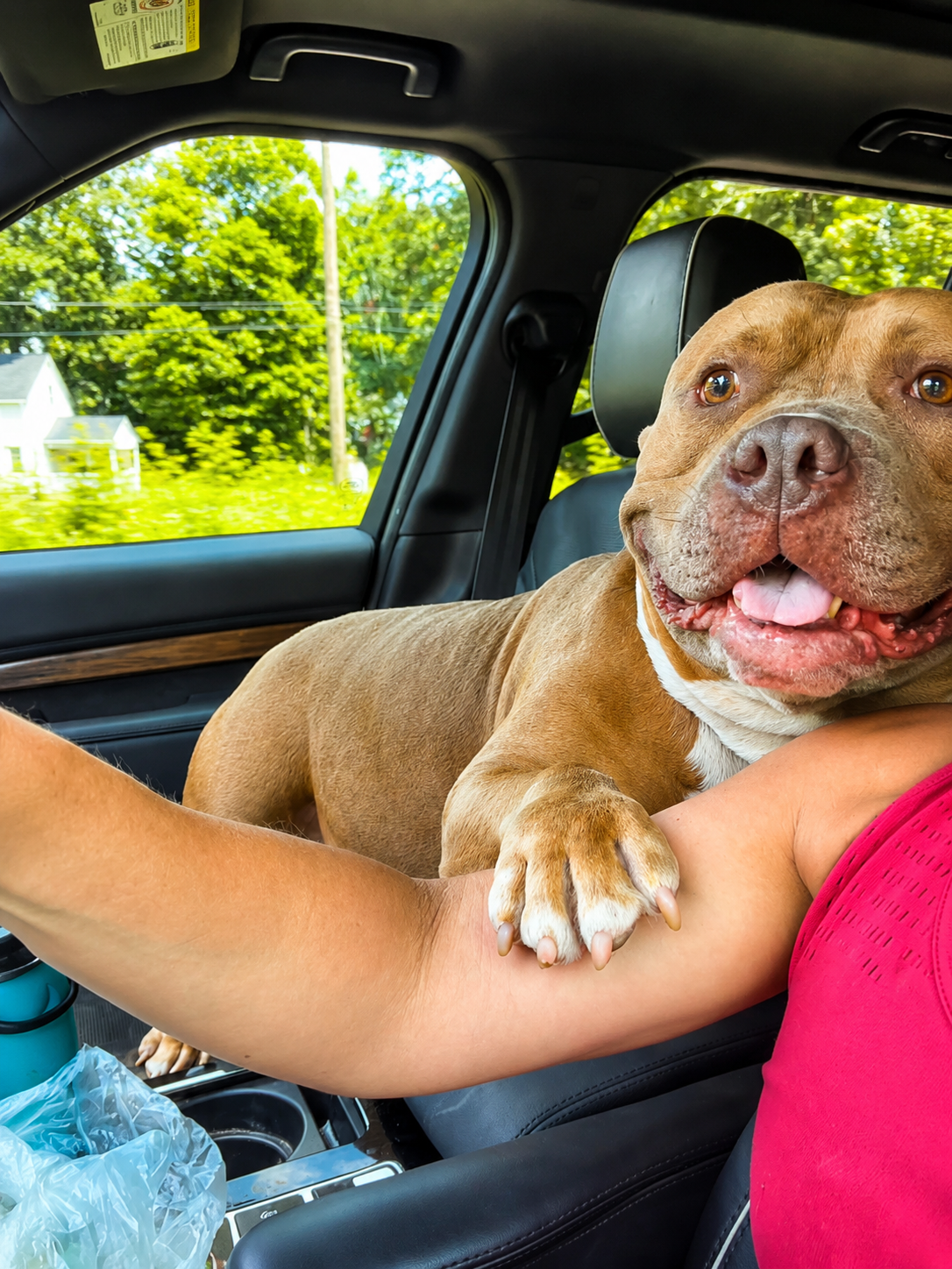 Photo from Nicole’s fundraiser for Squish, showing a dog beside a caregiver in a car